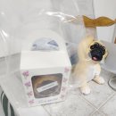 안나 펫 살롱 이미지