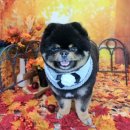 댕댕아야옹 이미지