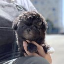 강남 요미독앤캣 강아지 분양 고양이 분양 | 영등포강아지분양 우리 집 천사 만나던 날 후기 가득