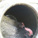 청계농장 이미지