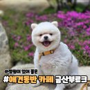 금산부르크 | 대전근교 애견동반카페 금산부르크 정원있어 아이들도 좋아