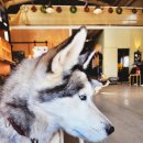 이마트24 화성양감정문점 | 화성 유기견 카페 훈트 방문 후기, 조용히 머물다 온 공간