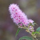 명심보감 이미지