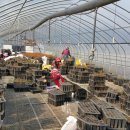 대식농장 이미지