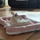 예뿐강아지 | 예쁜 대형견 쿠션 펫브랜디 강아지 방석 | 진돗개 핑크색 쿠션 방석 내돈내산