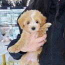 멍앤냥 강아지고양이 안양점 이미지