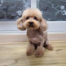 몽이냥이 이미지