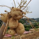 원길농장 네이버블로그