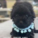 김해강아지분양고양이분양도그하우스 - 김해시 구지로 144 | 김해강아지분양고양이분양도그하우스