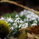 부일로C 이미지