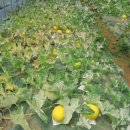 영희농장 이미지