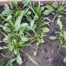 무염농장 이미지