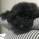 까메 네이버블로그