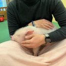 카페수달하다 | 동물과 함께하는 하루 (카페 알리야 프토, 갤럭시 하라주쿠, 수달&돼지까페 방문후기, 시부야 현지인맛집)