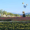 경남 함양 상림공원 이미지