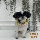 다듬, 강아지미용실 이미지