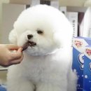 이덴탈