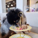 띵킹 독(Thinking Dog) 이미지