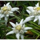 에델바이스 민박 이미지