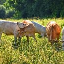 삼진축산 이미지