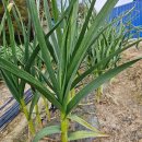 무안마늘슈퍼700 이미지