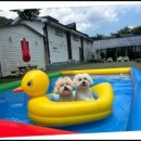 대명동 강아지 이미지