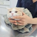 고수동물병원 네이버블로그