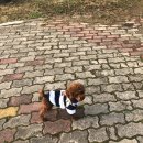 댕댕아띠 이미지