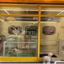 시크쁘숑 이미지