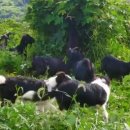 완도약산흑염소 이미지