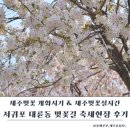 호근서호로 | 제주벚꽃 개화시기 &amp; 제주벚꽃실시간, 서귀포 대륜동 벚꽃길 축제현장 후기 (제주벚꽃 명소)