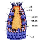 5.생물의 다양성 - 2. 분류의 실제 - (3) 동물계 이미지