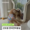 카쿵 | 신도림반려견미용 리틀포우! 미용 트라우마 있던 카쿵이가 좋아하는 스파와 목욕