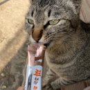 싸다구펫 이미지