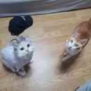 산포별장 이미지