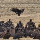고성초등학교 | [005]고성 독수리 식당 예약 없이 갔다온 후기 예약 방법 겨울 국내 여행 추천