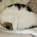 소담동물병원 이미지