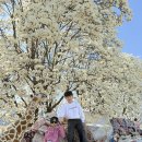 보보캠핑 | 전남 광주 봄 나들이 추천｜아이들과 함께 다녀온 목련·벚꽃 명소 + 캠핑을더하다 용전점 후기