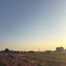 팜파스 | 🍂 울산 슬도 댑싸리 &amp; 팜파스 후기 🌾 11월 초, 가을 감성 제대로 느끼기!