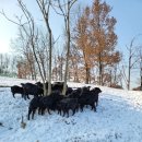 안성흑염소농장 이미지