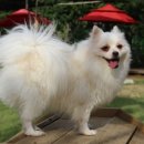 숲속애견랜드 이미지