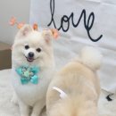 꽃다비펫 이미지