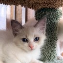 오즈캣 DMC점 이미지