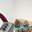 스테이시호일 이미지