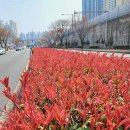 김석이 시인의 「여백을 채우다」(46) 홍가시나무/인저리타임 이미지