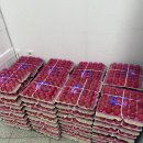 덕천초등학교 | 안양 메가트리아 소도몰 공구마켓 방문기 – 3900원 닭다리삼계탕 득템 후기