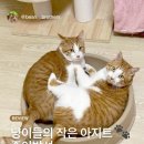 현대유통자판기 | 이번 여름을 핫하게 달굴 다이소 7월 월간리뷰, 소비자 취향을 저격한 트렌드 분석