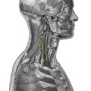 phrenic nerve(가로막신경) 이미지