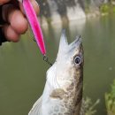 소가주천 이미지