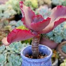 인수다육 이미지